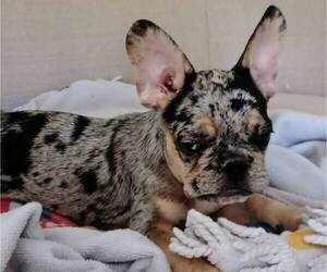 French Bulldog Puppy for sale in MIAMI, FL, USA