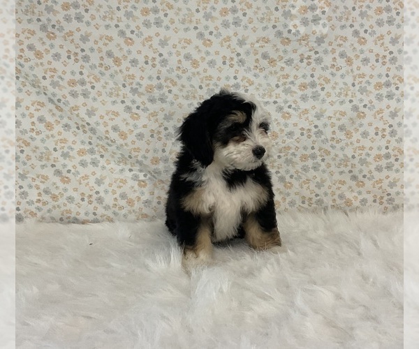 Medium Photo #4 Miniature Bernedoodle Puppy For Sale in FREDERICKSBURG, OH, USA