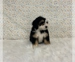 Small Photo #4 Miniature Bernedoodle Puppy For Sale in FREDERICKSBURG, OH, USA