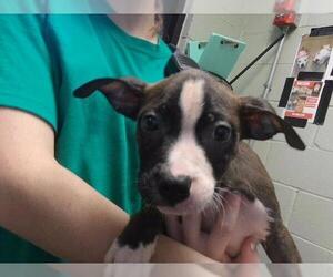 Mutt Dogs for adoption in Tulsa, OK, USA