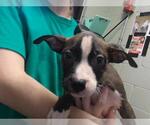 Small Mutt