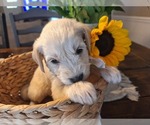 Small #4 Goldendoodle