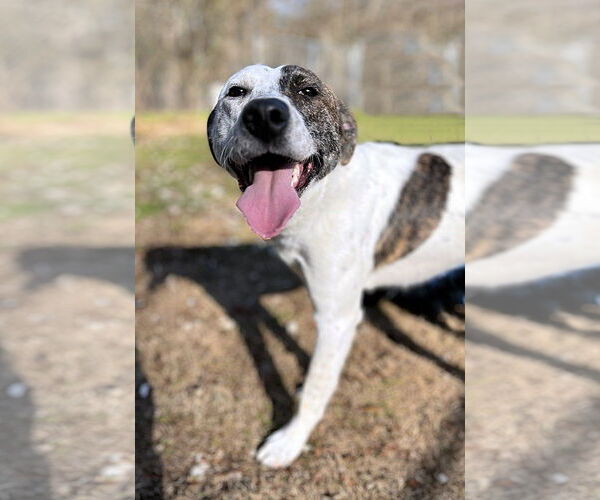 Medium Photo #4 Mutt Puppy For Sale in Crandall, GA, USA