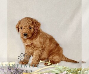 Goldendoodle (Miniature) Puppy for sale in GORDONVILLE, PA, USA
