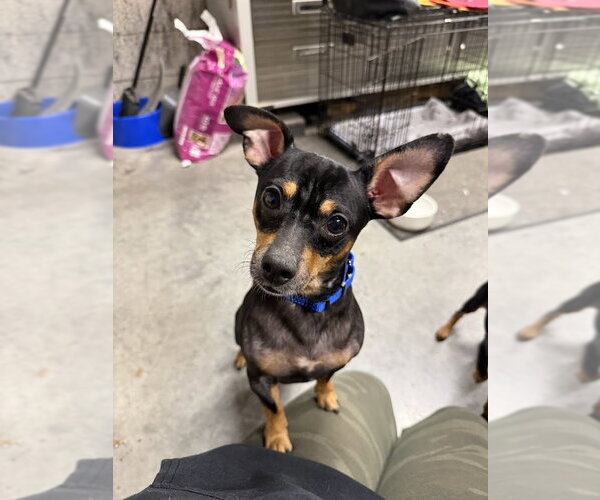 Medium Photo #2 Doxie-Pin Puppy For Sale in Shermans Dale, PA, USA