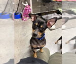 Small #1 Doxie-Pin