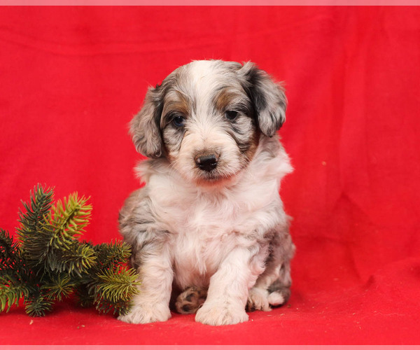 Medium Photo #1 Aussie-Poo Puppy For Sale in MILLERSBURG, PA, USA