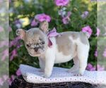 Small #3 French Bulldog