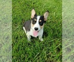 Small Photo #3 Pembroke Welsh Corgi Puppy For Sale in WESTMORELAND, TN, USA