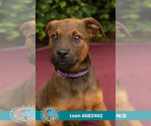 Bulldog-Unknown Mix Dogs for adoption in Mobile, AL, USA