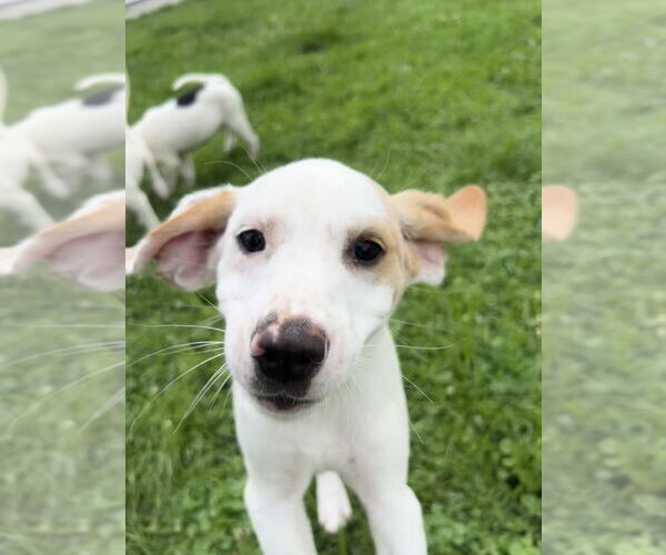 Medium Photo #8 Jack-A-Bee Puppy For Sale in Aurora, IN, USA