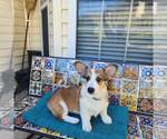 Small Photo #8 Pembroke Welsh Corgi Puppy For Sale in SURFSIDE, SC, USA