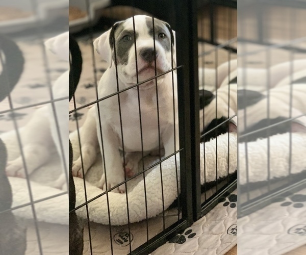 Medium Photo #4 American Bully Puppy For Sale in EVERETT, WA, USA