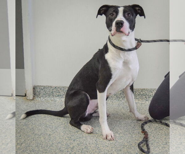 Medium Photo #2 Border Collie-Rat Terrier Mix Puppy For Sale in Huntley, IL, USA