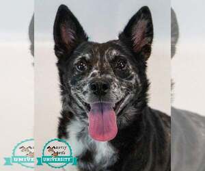 Mutt Dogs for adoption in Kennesaw, GA, USA