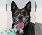 Vanessa - Female Mutt Dog for Adoption - Small photo