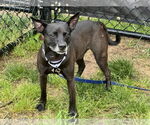 Small #2 Rat Terrier Mix
