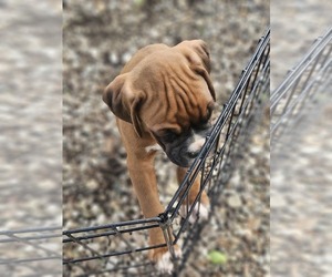 Boxer Puppy for Sale in GOLDFIELD, Iowa USA