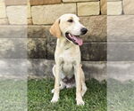 Small #4 Collie-Labrador Retriever Mix