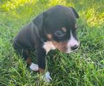 Small Photo #1 Rat Terrier Puppy For Sale in UNION, IA, USA