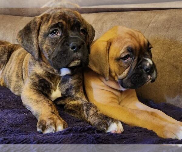 Medium Photo #1 Boxer Puppy For Sale in EAST LONGMEADOW, MA, USA