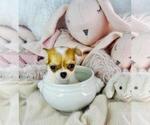 Small #29 Chihuahua