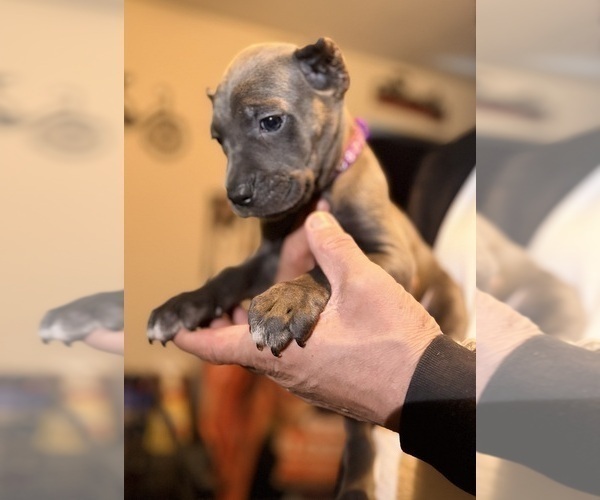 Medium Photo #29 Cane Corso Puppy For Sale in ANDERSON, IN, USA