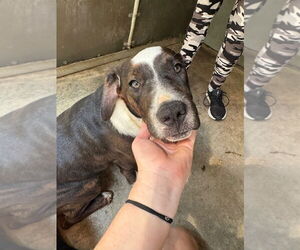 American Pit Bull Terrier-Redbone Coonhound Mix Dogs for adoption in Cromwell, KY, USA