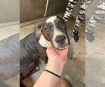 Small American Pit Bull Terrier-Redbone Coonhound Mix