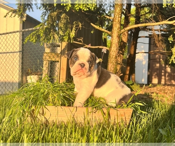 Medium Photo #6 Olde English Bulldogge Puppy For Sale in GREENCASTLE, PA, USA