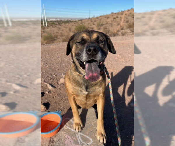 Medium Photo #2 Mutt Puppy For Sale in phoenix, AZ, USA