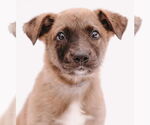 Small #2 Mutt