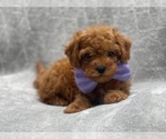 Small #6 Cavapoo