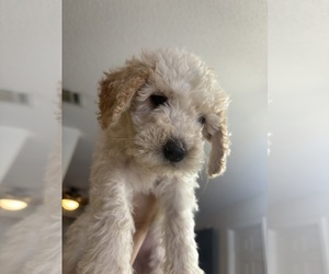 Goldendoodle Puppy for sale in HONEY GROVE, TX, USA