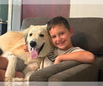 Small #3 Great Pyrenees Mix