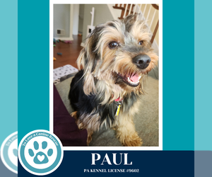 Mutt Dogs for adoption in Kimberton, PA, USA