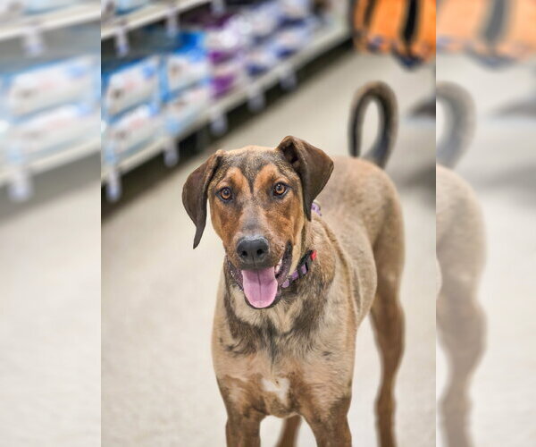 Medium Photo #2 Doberman Pinscher-Unknown Mix Puppy For Sale in Sandy, UT, USA