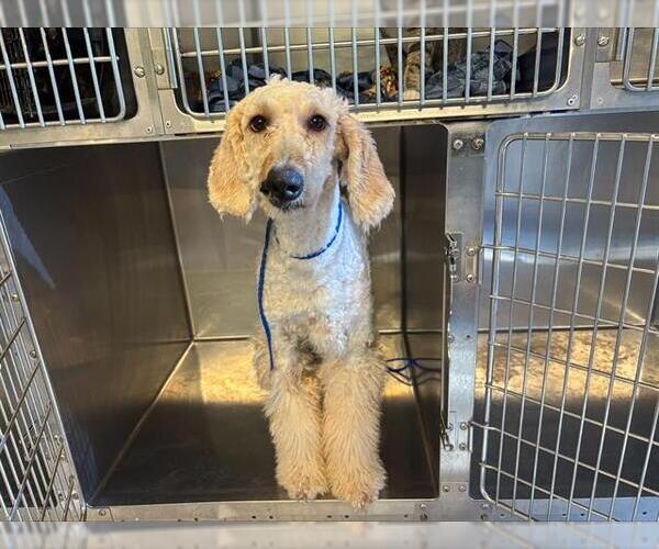 Medium Photo #1 Poodle (Standard)-Unknown Mix Puppy For Sale in Grand Prairie, TX, USA