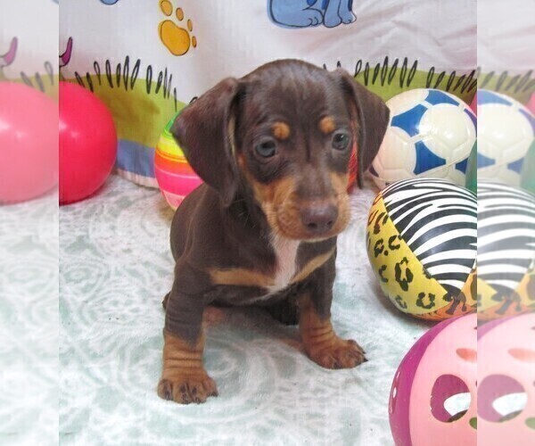 Medium Photo #3 Dachshund Puppy For Sale in RATTAN, OK, USA