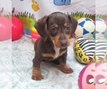 Small #2 Dachshund
