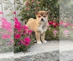 Small #10 Shiba Inu