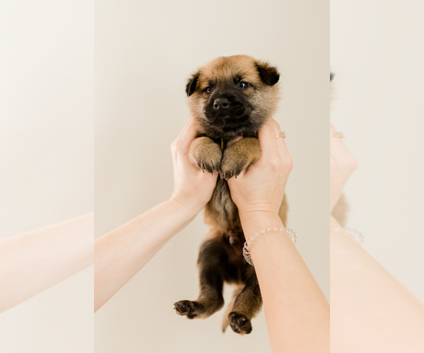 Medium Photo #18 Belgian Malinois Puppy For Sale in LYNCHBURG, VA, USA