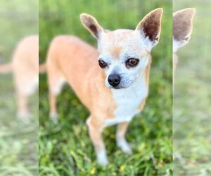 Chihuahua-Unknown Mix Dogs for adoption in Gulfport, MI, USA