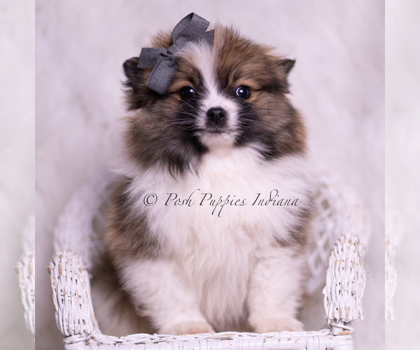 Medium Photo #72 Pomeranian Puppy For Sale in WARSAW, IN, USA