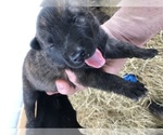 Small Photo #3 Dutch Shepherd Dog Puppy For Sale in ALVARADO, TX, USA