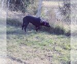 Small #5 German Shorthaired Lab