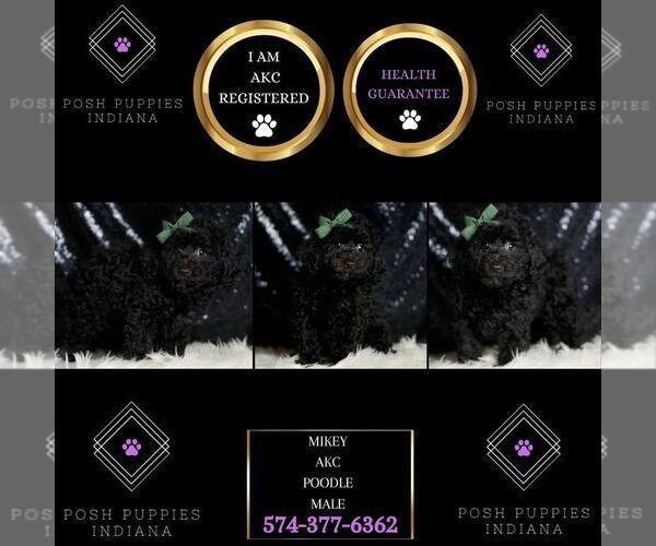 Medium Photo #5 Poodle (Miniature) Puppy For Sale in WARSAW, IN, USA