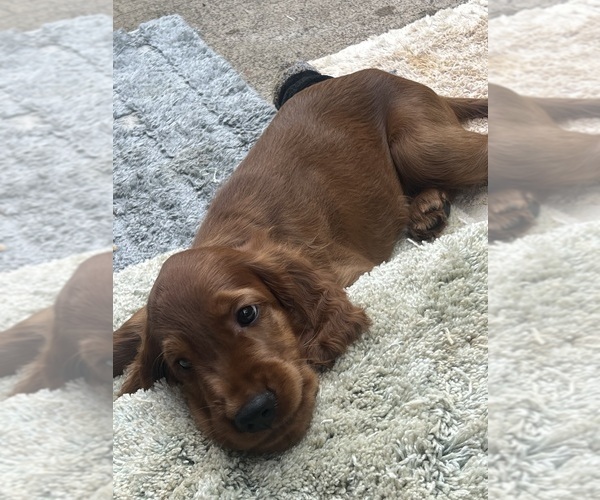 Medium Photo #12 Irish Setter Puppy For Sale in KALAHEO, HI, USA