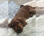 Small #11 Irish Setter