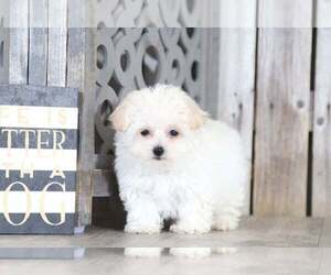Maltipoo Puppy for sale in MOUNT VERNON, OH, USA